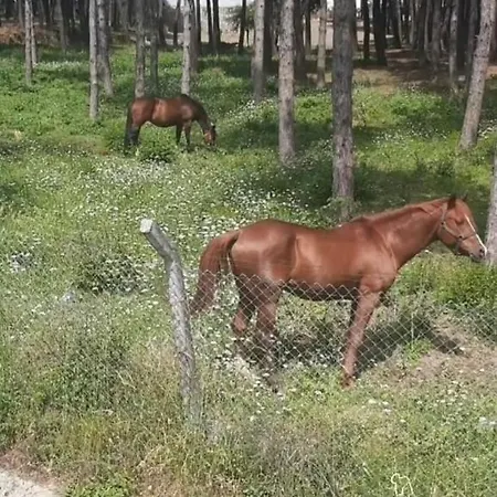 Tum Ev Kiralik Konut Merkeze Yakin Doga